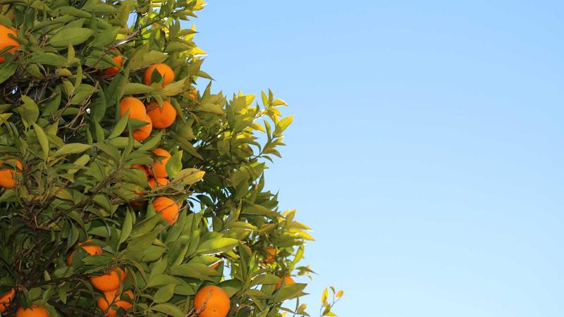 女生16私密高清观影服务女孩的私密时光